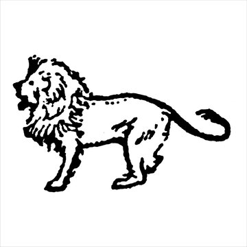 Illustration of a majestic lion with illustration majestic wildlife predator strength heraldry