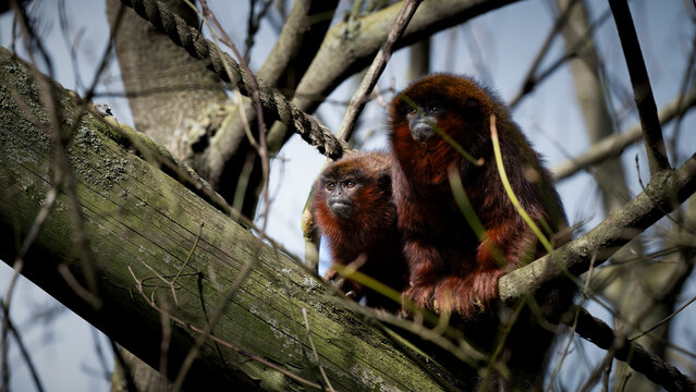 Pair of Titi Monkeys in a Tree