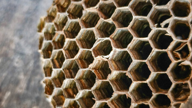 Detailed wasp nest texture featuring natural hexagonal patterns, ideal for educational content, scientific articles, website banners, presentation templates, and nature-inspired design projects.
