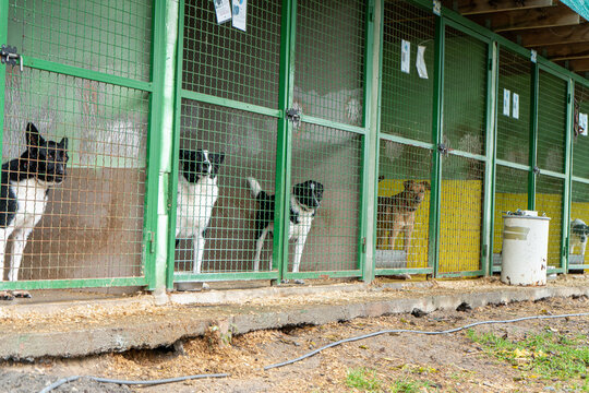 Dogs shelter. Homeless dog in an enclosure behind bars. Animal welfare. Pet friends adoption.