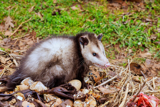 An opossum is sitting on mix of leaves, organic matter in backyard setting