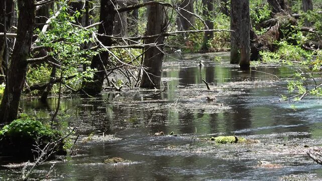 春の観光名所上高地の岳沢湿原にいる可愛い鴨の家族の様子