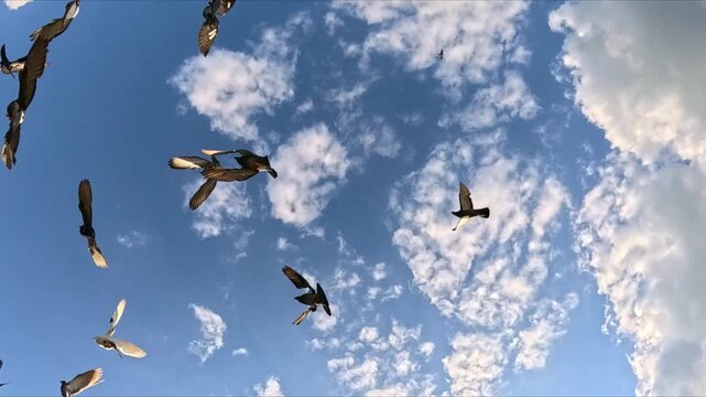A flock of pigeons flies across a blue sky with white clouds, filmed from a low angle below. Birds enter from left, spread across frame, wings flapping, then disperse into distance.