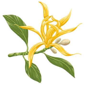 Magnolia Champaca Flower Botanical Illustration