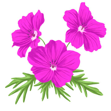 Geranium Cranesbill Flower Botanical Illustration