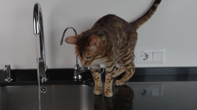 A beautiful Bengal cat drinking fresh running water directly from a kitchen faucet. The cat shows curiosity and natural behavior while interacting with water indoors. Close up shot highlighting the