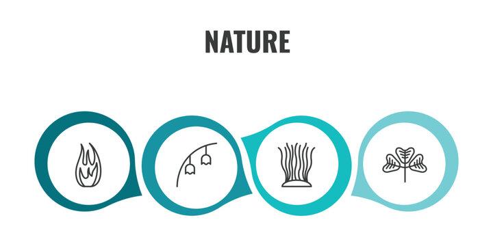 nature outline icon set. thin line fire flame, bluebell, fasciculate, trifoliate ternate icons. editable vector