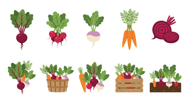 Assortment of vibrant healthy garden root vegetables such as beets, radishes, turnips, and carrots, illustrated in different harvest and growth scenarios.