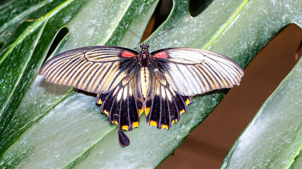 butterfly on a leaf © lazalnik