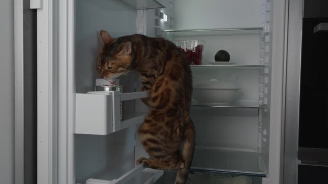 A domestic cat has climbed inside a refrigerator to eat its treats. The scene shows playful and curious feline behavior, highlighting how pets can explore unusual places in search of food.