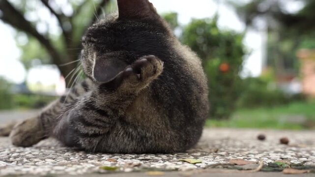 Close-up of stray tabby cat licking its paw while lying on pavement, natural grooming behavior