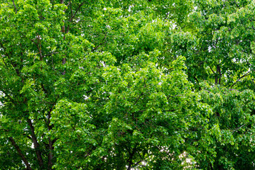 Fototapeta premium Background of summer green deciduous leaves.