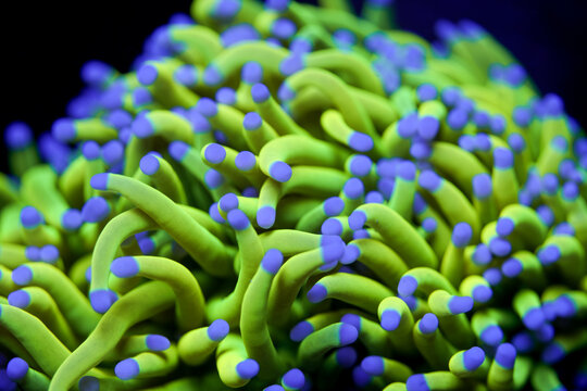 Vibrant Holy Grail Torch Coral Close-Up in Saltwater Reef Tank &ndash; Euphyllia Glabrescens with Neon Green and Gold Tentacles with Blue Tips in Macro Underwater Fish Tank Aquarium