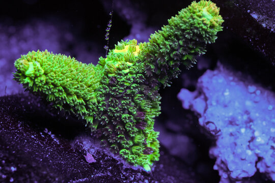 Vibrant Bali Green Slimer Acropora Close Up Underwater in Saltwater Aquarium