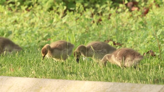 Brood of cute baby goslings munch on grass together as fledgelings after hatching in the spring season in North American nesting range with golden down glowing in the sunlight 