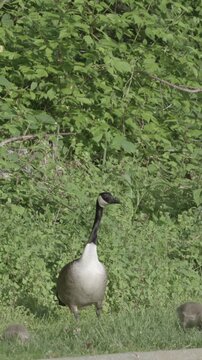 Family of Canada Goose and Goslings cute baby animals in vertical 4k video of wildlife in public places for socials and livestreams