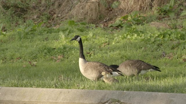 complete family unit of two parents and brood of chicks, Canada goose birds in a public park eating grass, the waterfowl are seed spreaders and dedfecate everywhere