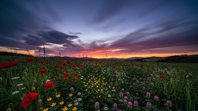 Time-lapse of vibrant sunset over a colorful wildflower meadow with the sun setting behind the distant hills