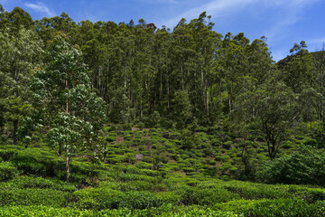 Fototapeta premium Scenic view of a tea plantation in Nuwara Eliya, Sri Lanka, Asia. Green tea in mountains. Nature of Sri Lanka. Tea in Sri Lanka. The cultivation of tea. Green plantation. 