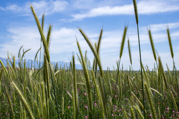 Obraz premium A close-up of green wheat ears growing in the fields of Kazakhstan.