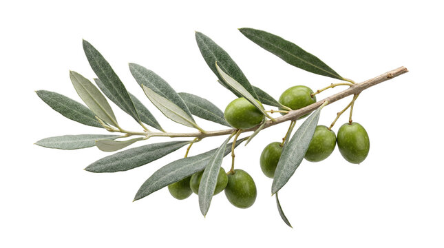 Fresh olive branch with green leaves and fruits isolated on transparent background png culinary ingredient.