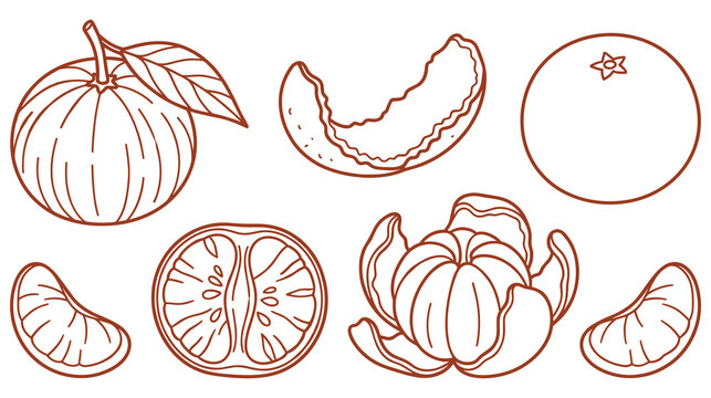 Outline drawings of fresh orange citrus fruit components.