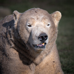 Naklejka premium Lazy Polar Bear Resting on the Ground