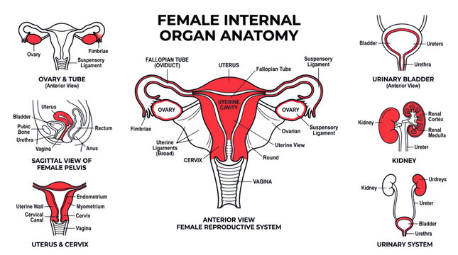 Female Reproductive and Urinary System Anatomy Diagram