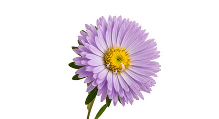 Fototapeta premium Delicate purple aster flower with yellow center and green leaves on a white background