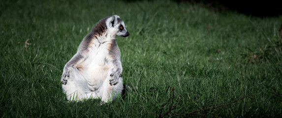 Fototapeta premium Ring-tailed Lemur Sitting on Grass in Sunshine