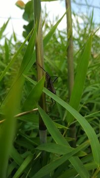 Brown leaf footed bug climbing a green grass stem in natural habitat, macro wildlife closeup showing insect behavior, camouflage, and biodiversity in outdoor environment.