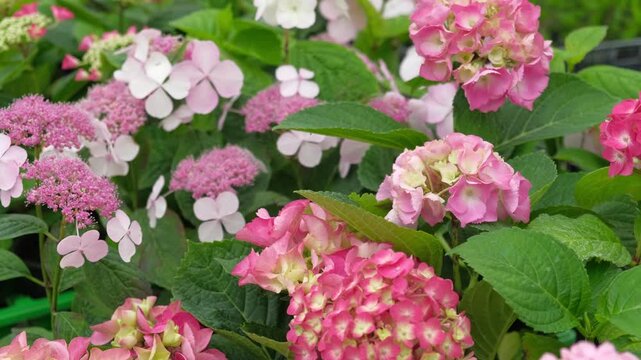 Hydrangea macrophylla blooming. Magenta, white and pink heads of bigleaf hydrangea flower petals. Beautiful Garden. Landscaping trend. Shrubbery blooms in backyard. Green landscaped design. Closeup