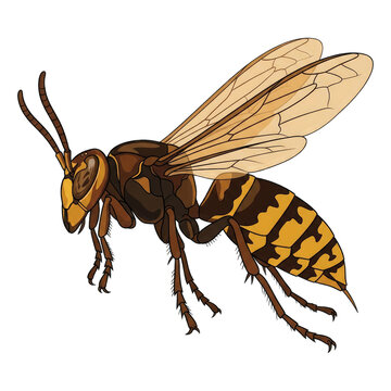 Asian giant hornet illustration detailed vector artwork on white background