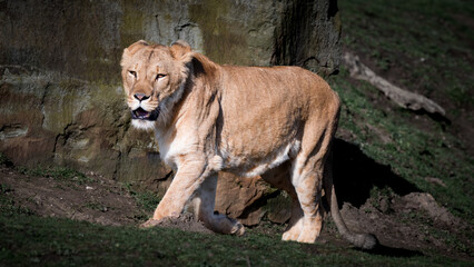 Fototapeta premium Young Lion Walking on Grass
