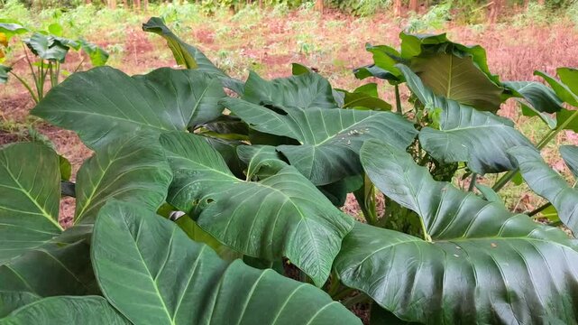 Lush tropical taro leaves display vibrant textures, veins, and natural greenery.