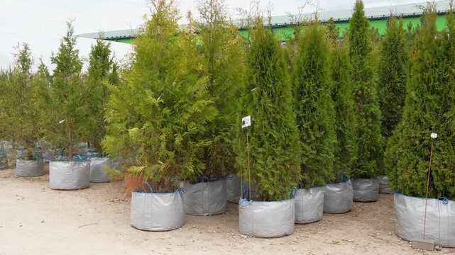 Potted evergreen trees nursery row. Green conifer saplings in orderly containers on black ground organized for sale. Evergreens growing in boxes, modern retail display, vibrant foliage, neatly trimmed
