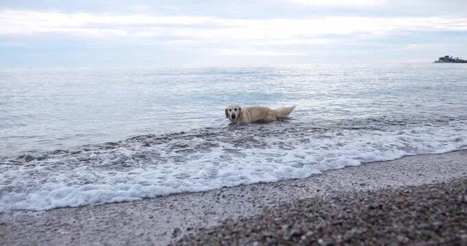 A Golden Retriever walks through sea water near rocky beach. Gentle waves and natural movement create peaceful outdoor atmosphere.