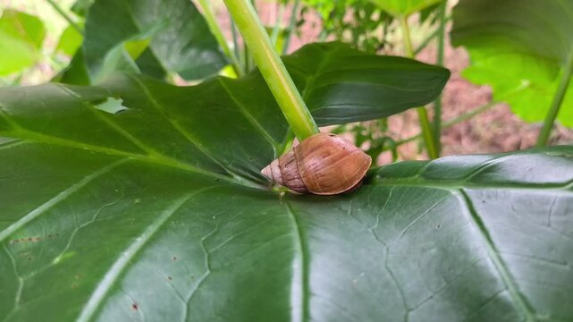 Brown snail resting atop broad taro leaf with lush tropical greenery.