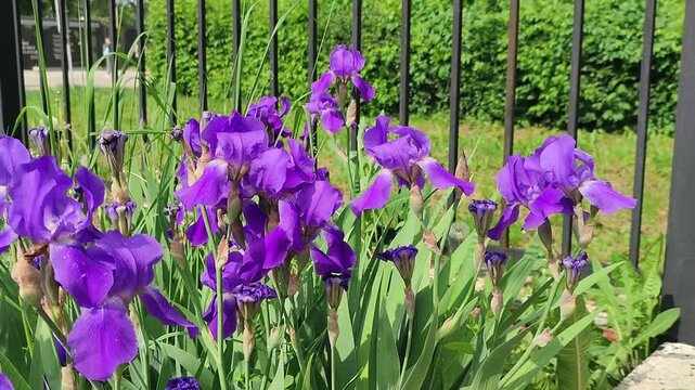 Purple iris flowers blooming in a sunny park garden. Iris germanica petals swaying in the light summer breeze. Seasonal nature beauty near a black metal fence.