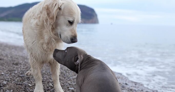 A Golden Retriever and bull type dog greet each other on beach. Friendly interaction and coastal scenery create warm outdoor atmosphere.