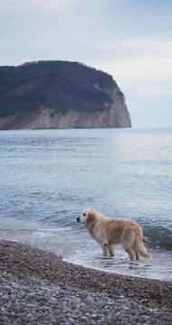 A Golden Retriever walks along rocky shoreline near calm sea. Coastal scenery and natural movement create peaceful travel atmosphere.
