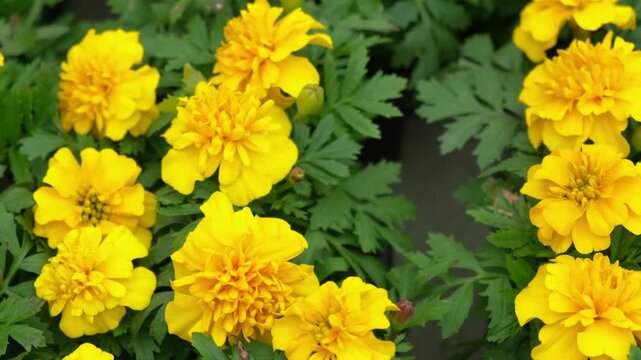 Tagetes. Marigold. Blooming orange-yellow flower heads and green leaves. Closeup of orange marigold flowers in full bloom and foliage. Garden nature background. Ornamental flowering plants. Flowerbed