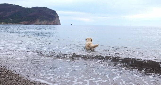 A Golden Retriever stands in shallow sea water near beach. Calm ocean scenery and relaxed posture create peaceful travel mood.