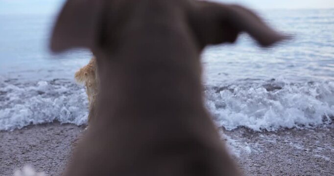 A bull type dog watches the sea from rocky beach coast. Soft focus and ocean scenery create peaceful cinematic atmosphere.