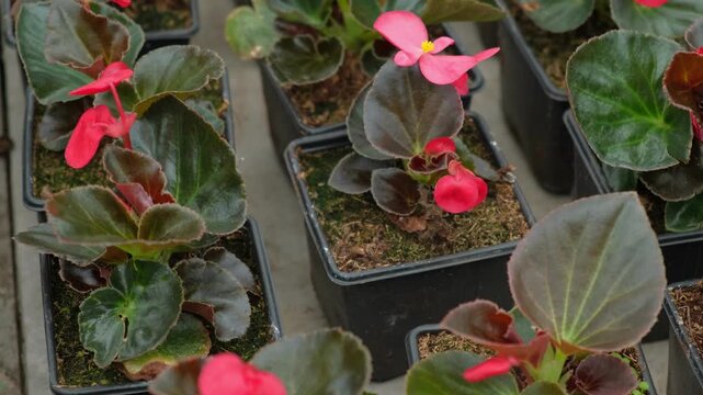 Vibrant red impatiens plants in pots, closeup display on showing glossy green leaves, small fivepetaled blooms, moist soil, controlled nursery lighting, orderly rows. Vivid impatiens arranged neatly