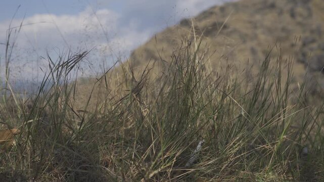 grass swaying in the wind with a slightly bokeh background ungraded flat color bt2020 hlg3 4k 24fps