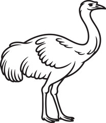 Fototapeta premium Elegant ostrich standing with long neck