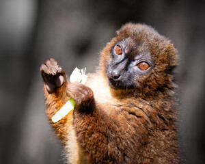 Fototapeta premium Red Bellied Lemur Lemur Feeding Close up