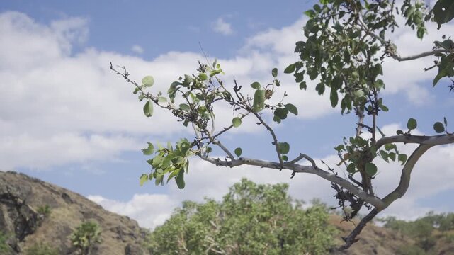 tree branches with green leaves and blue sky background ungraded bt2020 flat color hlg3 4k 24fps