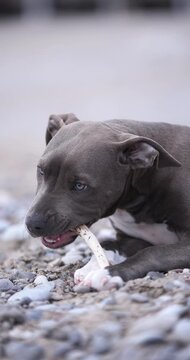 A bull type dog lies on rocky beach near sea coast. Relaxed posture and muted scenery create peaceful cinematic mood.